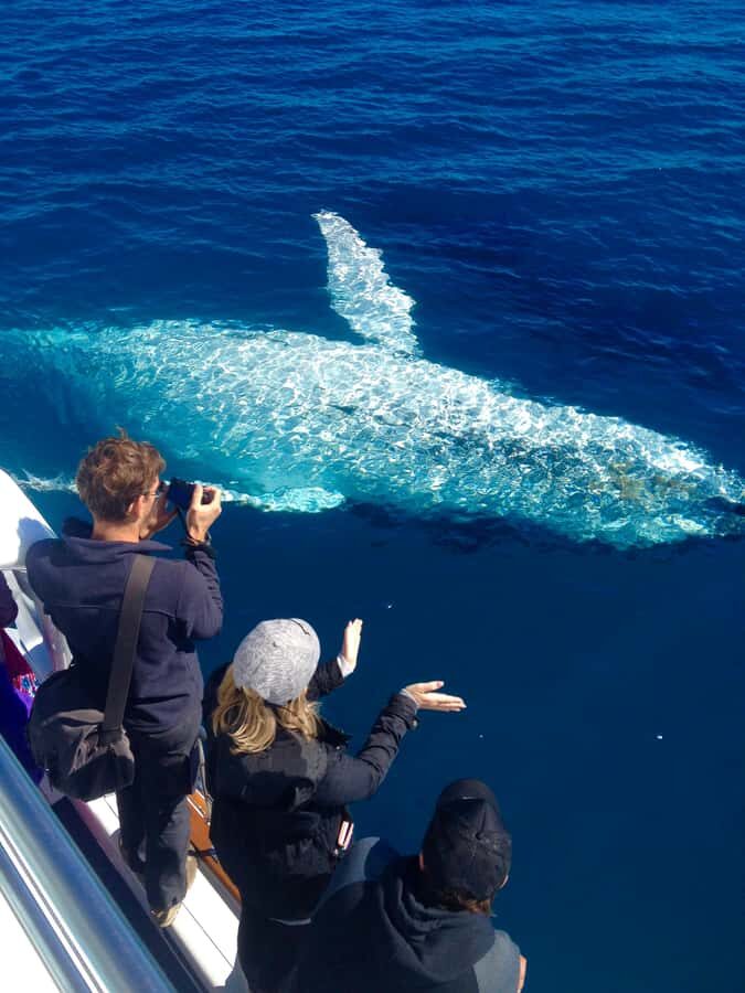 Noosa; Noosa Ocean Adventures - Whale Watching - The Itinerary in Detail