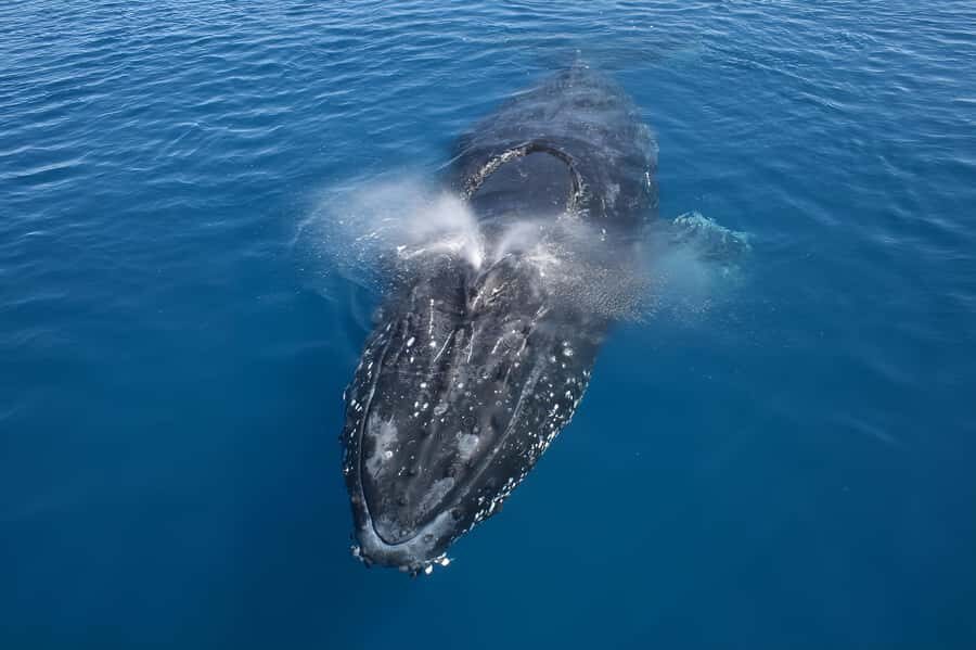 Noosa: Noosa Whale Watching Tour - Who Should Consider This Tour?