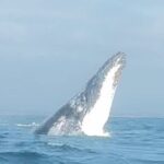 Noosa Whale Watching Cruise  Humpback Whale Adventure - The Experience in Detail