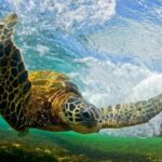 North Shore Private Tour - Breaking Down the Itinerary