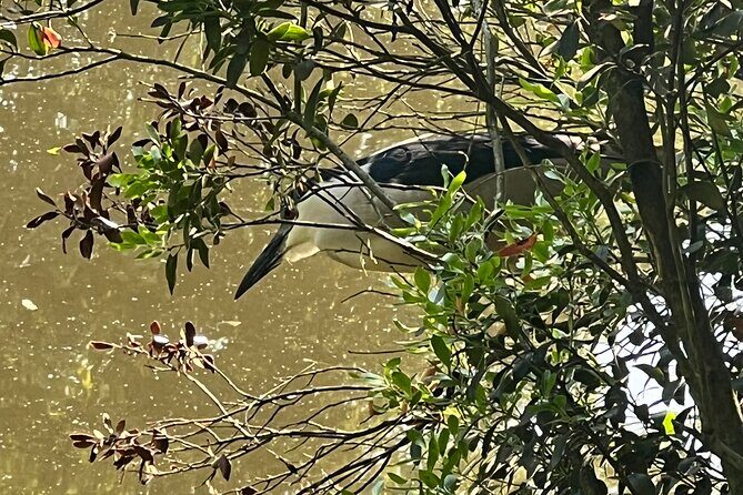 NYC Beginner Private Birdwatching Tour - Who Is This Tour Best For?