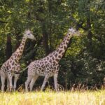 NYC: Bronx Zoo Entry Ticket - Who Will Love the Bronx Zoo?