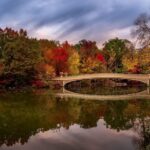 NYC: Central Park Christmas Lights Horse-Drawn Carriage Ride - The Experience: From Booking to the Ride