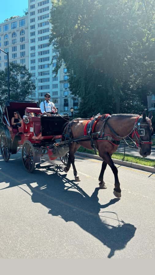 NYC: Private Central Park Horse-Drawn Carriage Tour - A Few Considerations
