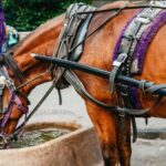 NYC: Private Christmas Lights Horse Carriage Ride - What to Expect from Your Horse Carriage Ride