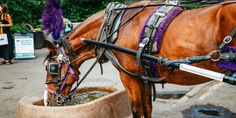 NYC: Private Christmas Lights Horse Carriage Ride - What to Expect from Your Horse Carriage Ride