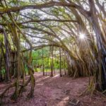 Oahu: 10-Hour Sunrise & Island Tour  Perfect First Day - Who Will Love This Tour?