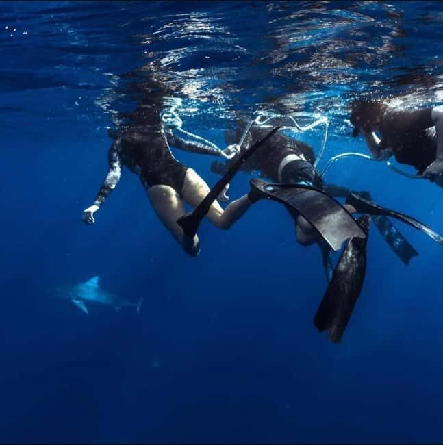 Oahu: Cageless Shark Dive Adventure - The Marine Life & Nature Around You