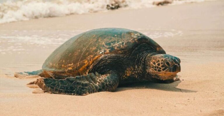 Oahu Circle Island Tour - Best Spots & Beaches - The Itinerary and Highlights