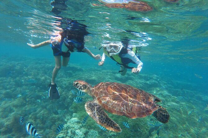 Oahu Coastline Cruise: Turtle Snorkeling and Jumping Platform - The Experience: The Good, the Bad, and the Realities