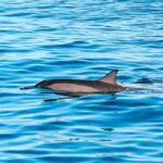 Oahu Dolphin Watch, Turtle Snorkel, Waterslide Activities - What We Love About This Tour