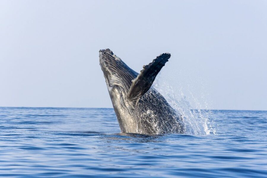Oahu: Eco-Friendly West Coast Whale Watching Cruise - The Crew and Guides