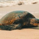 Oahu: Highlights of Oahu Small Group Tour - The Overall Experience: What You’ll Love and What You Might Not