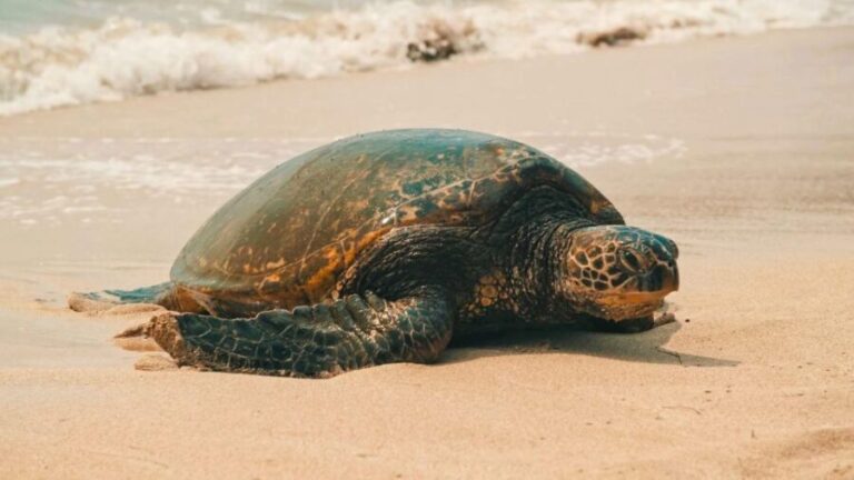 Oahu: Highlights of Oahu Small Group Tour - The Overall Experience: What You’ll Love and What You Might Not