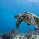 Oahu: Honolulu Turtle Canyon Snorkeling Tour - Why This Tour Works Well