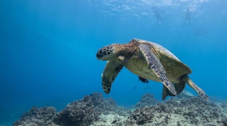 Oahu: Honolulu Turtle Canyon Snorkeling Tour - Why This Tour Works Well