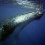 Oahu: Honolulu Whale Watching Cruise - Final Thoughts: Is It Worth It?