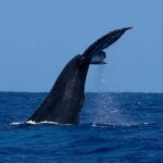 Oahu: Humpback Whale Watching Tour - What to Expect from Your Whale Watching Adventure