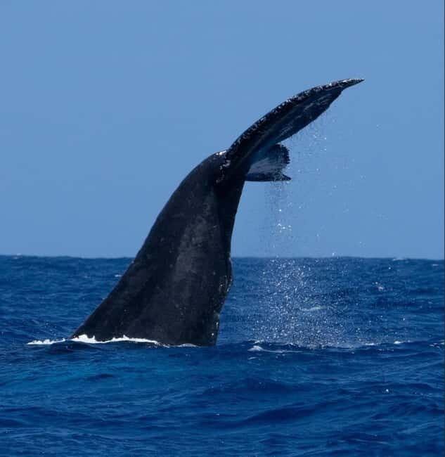 Oahu: Humpback Whale Watching Tour - What to Expect from Your Whale Watching Adventure