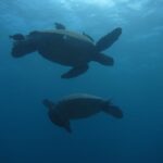 Oahu: Luxury Day Sailboat Charter - What to Expect on the Day