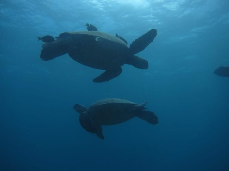 Oahu: Luxury Day Sailboat Charter - What to Expect on the Day