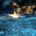 Oahu Night Dive: Adventure for Certified Divers - The First Dive: Twilight Reef Exploration