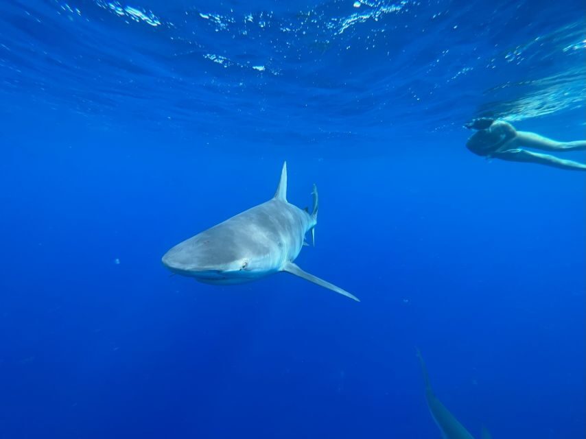 Oahu: North Shore Cageless Shark Snorkeling Tour - The Role of the Guides