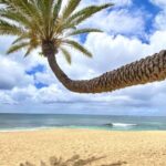 Oahu: North Shore Experience and Dole Plantation - What the Reviews Say