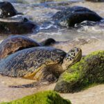 Oahu: North Shore Waterfall Swim - A Closer Look at the North Shore Waterfall Swim Tour