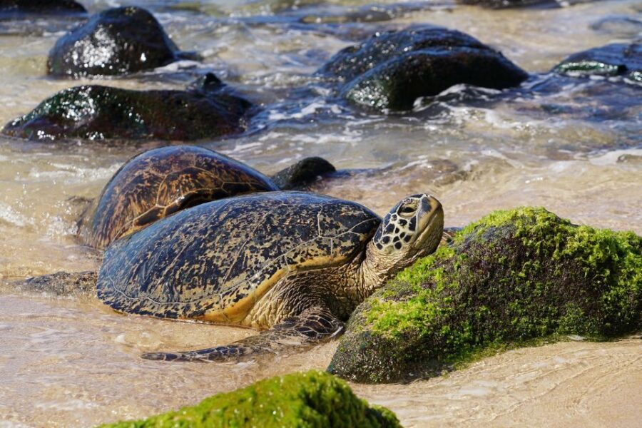 Oahu: North Shore Waterfall Swim - A Closer Look at the North Shore Waterfall Swim Tour