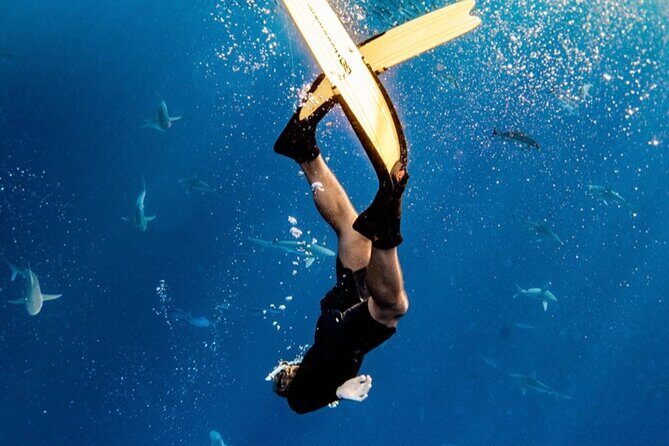 Oahu Open Water Shark Diving Experience - Who Is This Tour Best For?