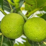 Oahu: Private custom tour with a local guide - What to Expect from the Tour