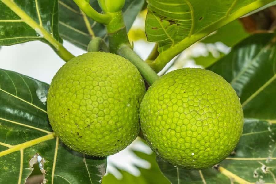 Oahu: Private custom tour with a local guide - What to Expect from the Tour