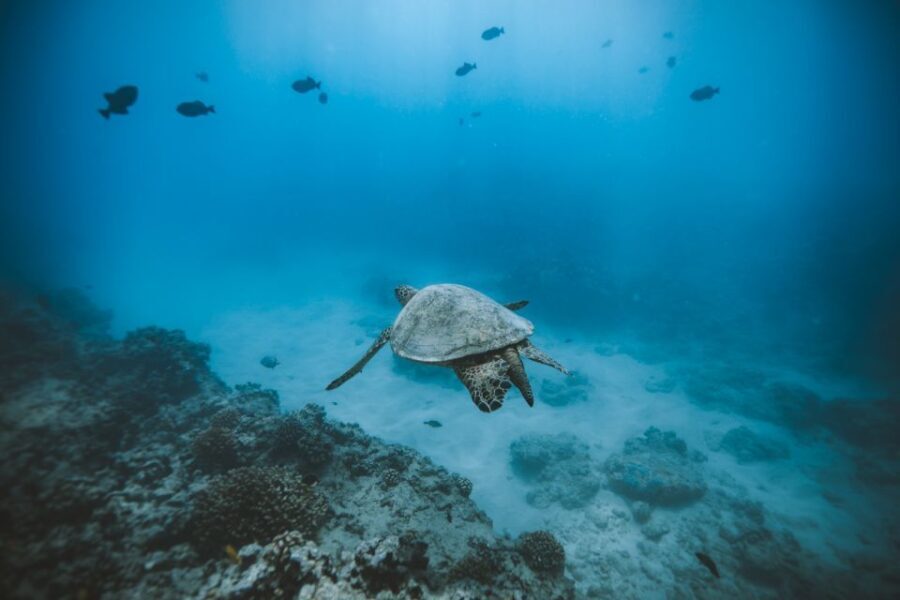 Oahu: Private Turtle Snorkeling with Customizable Itinerary - What to Expect from the Itinerary
