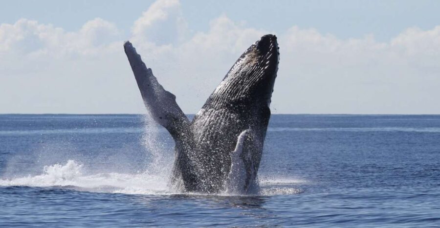 Oahu: Seasonal Whale Watch Cruise - The View and Atmosphere