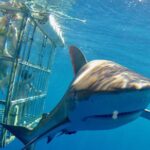 Oahu Shark Dive - Entering the Shark Cage: A Mix of Euphoria & Awe
