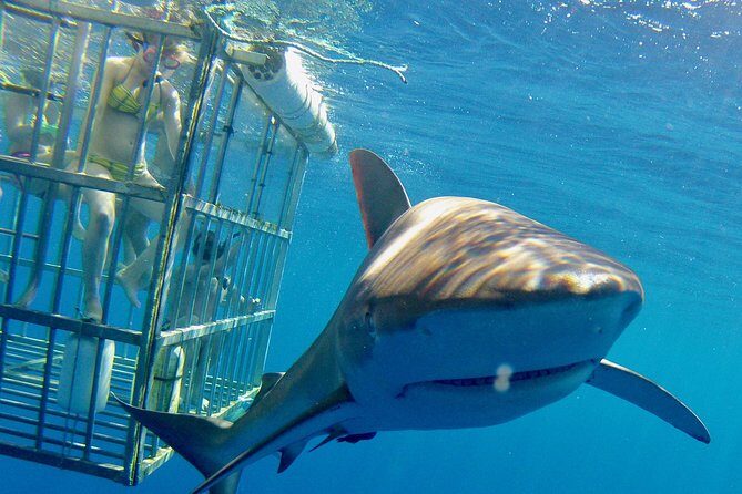 Oahu Shark Dive - Entering the Shark Cage: A Mix of Euphoria & Awe