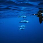 Oahu: Speedboat Snorkeling Adventure and Wild Dolphin Swim - Transport, Cost, and What’s Included