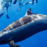 Oahu: Swim with Dolphins, Turtle Snorkel Tour and Waterslide - The Practical Side