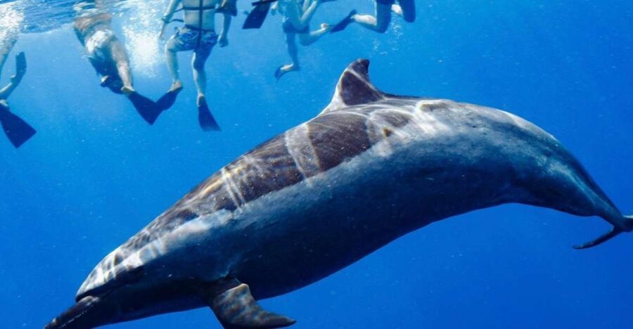 Oahu: Swim with Dolphins, Turtle Snorkel Tour and Waterslide - The Practical Side