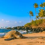 Oahu: The Ultimate Private Circle Island Tour 1-4 Guests - What’s Not Included and How to Make the Most of It