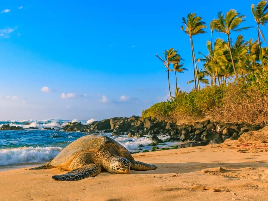 Oahu: The Ultimate Private Circle Island Tour 1-4 Guests - What’s Not Included and How to Make the Most of It