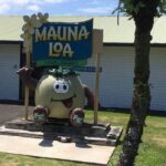 Oahu to Big Island : Big Island Volcano Helicopter Tour & Hilo 1 Day Tour - Who Should Consider This Tour?