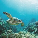 Oahu: Turtle Canyon Snorkeling Boat Tour - The Value of the Experience