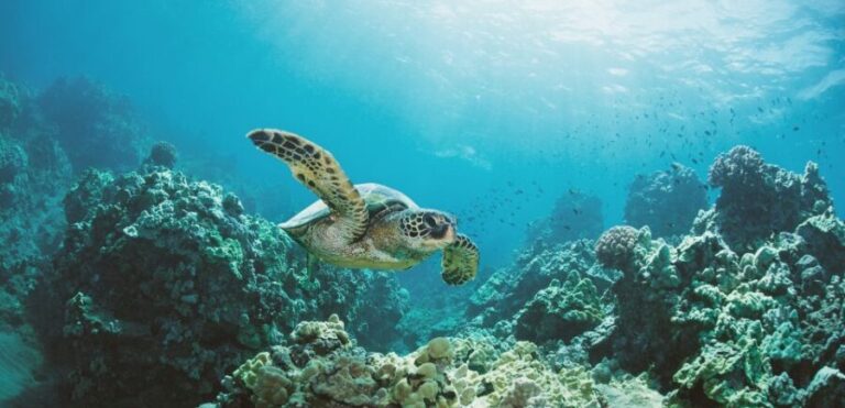 Oahu: Turtle Canyon Snorkeling Boat Tour - The Value of the Experience