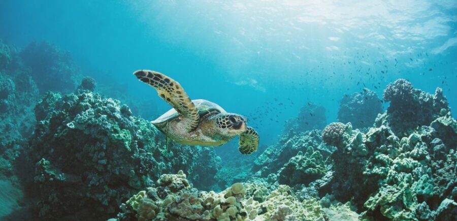 Oahu: Turtle Canyon Snorkeling Boat Tour - The Value of the Experience