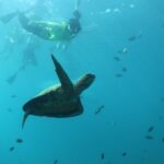 Oahu: Turtle Canyon Snorkeling & Hula Show - The Practical Side: What’s Included and What to Know