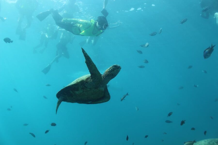 Oahu: Turtle Canyon Snorkeling & Hula Show - The Practical Side: What’s Included and What to Know