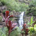 Oahu: Valley of Waimea Falls Swim & Hike with Lunch & Dole - The Scenic Hike: Waimea Valley Exploration
