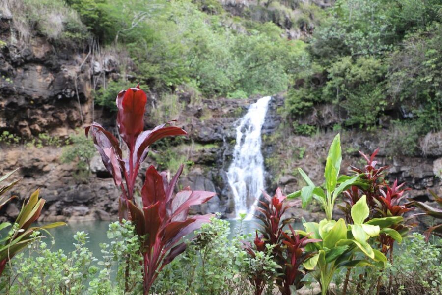 Oahu: Valley of Waimea Falls Swim & Hike with Lunch & Dole - The Scenic Hike: Waimea Valley Exploration